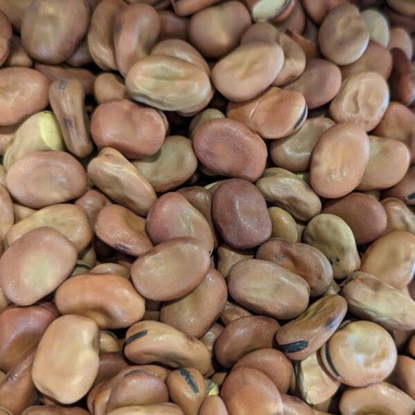 ORGANIC Broad Beans Uncooked Aus grown