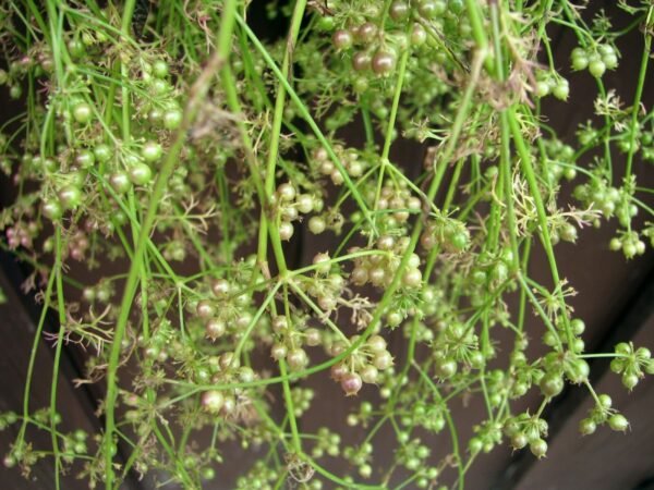 ORGANIC Coriander Seeds Whole Uncooked Aus grown - Image 2