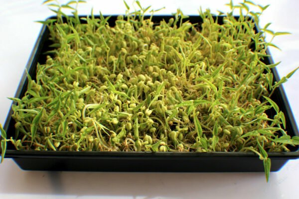 ORGANIC MUNG BEAN SEEDS High Germination Rate Top Quality Sprout Veg Aus grown - Image 3