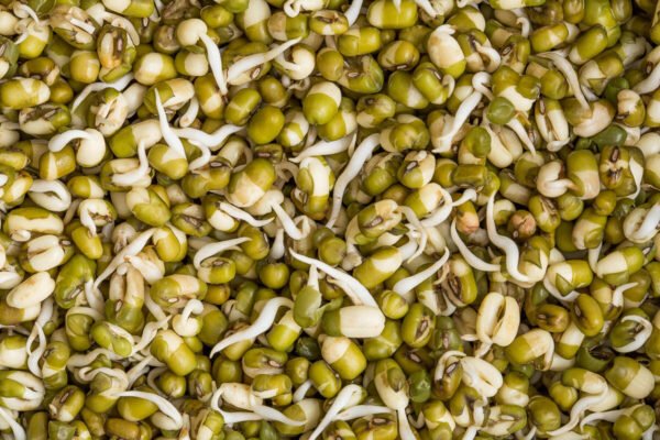 ORGANIC MUNG BEAN SEEDS High Germination Rate Top Quality Sprout Veg Aus grown - Image 4