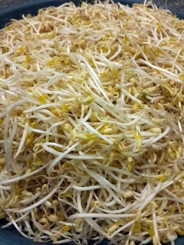 ORGANIC MUNG BEAN SEEDS High Germination Rate Top Quality Sprout Veg Aus grown - Image 5